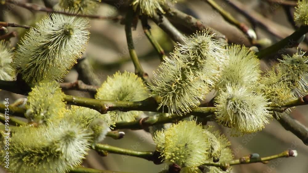 【4K】早春の深山に咲くバッコヤナギ：多数の花穂と青空のコントラスト。青森の自然風景素材 [4K] Bakko Willow (Salix ...
