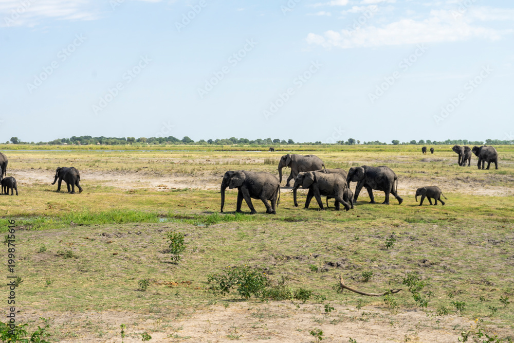 Fototapeta premium Wild African Elephants Along the Chobe River