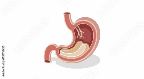 Cross section of human stomach showing internal layers and contents.