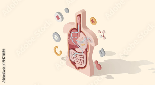 Human Digestive System Anatomy Model with Nutrients.
