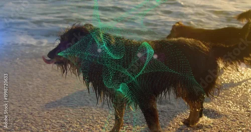 Obraz Standing long-haired dark dog dripping water at pebbly shoreline, showing neon green mesh overlay