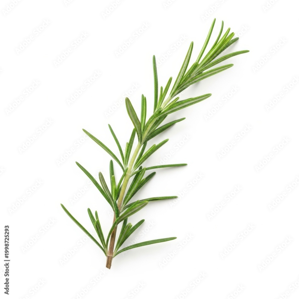 Obraz premium Fresh green sprig of aromatic rosemary herb isolated on white background flat lay.