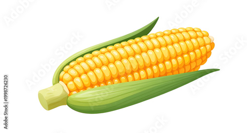 corn, maize, cob, fresh, yellow, vegetable, food, organic, healthy, farm, natural, grain, harvest, ingredient, isolated, white, simple