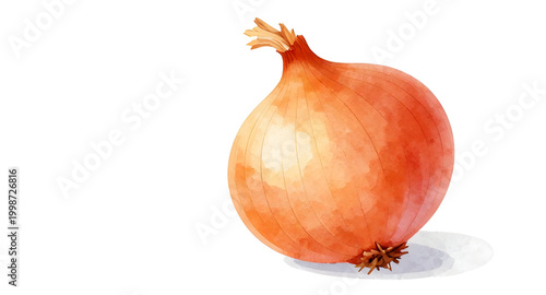 onion, red, vegetable, illustration, bulb, food, fresh, organic, kitchen, ingredient, botanical, farm, healthy, cooking, natural, vector, organic