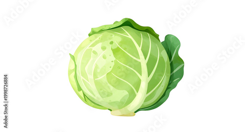 green cabbage vegetable, fresh leafy cabbage, organic farm produce, healthy green vegetable, brassica oleracea plant, natural food ingredient, raw cabbage leaf, vegan kitchen vegetable, nutritious lea
