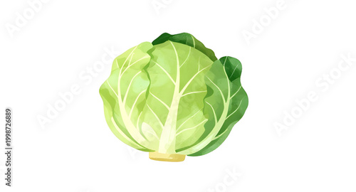 green cabbage vegetable, fresh leafy cabbage, organic farm produce, healthy green vegetable, brassica oleracea plant, natural food ingredient, raw cabbage leaf, vegan kitchen vegetable, nutritious lea