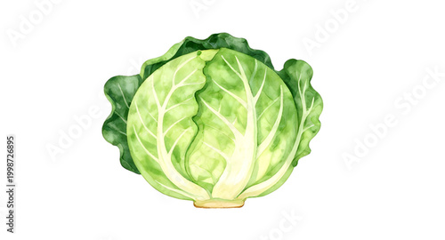 green cabbage vegetable, fresh leafy cabbage, organic farm produce, healthy green vegetable, brassica oleracea plant, natural food ingredient, raw cabbage leaf, vegan kitchen vegetable, nutritious lea