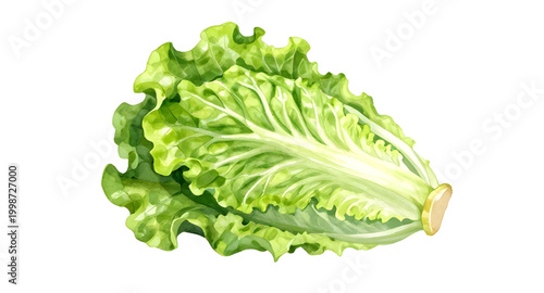 fresh green lettuce, leafy vegetable isolated, salad ingredient, organic lettuce leaf, healthy food concept, crisp green vegetable, vegan fresh produce, farm fresh lettuce, natural salad greens, raw v