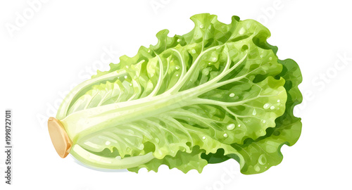 fresh green lettuce, leafy vegetable isolated, salad ingredient, organic lettuce leaf, healthy food concept, crisp green vegetable, vegan fresh produce, farm fresh lettuce, natural salad greens, raw v