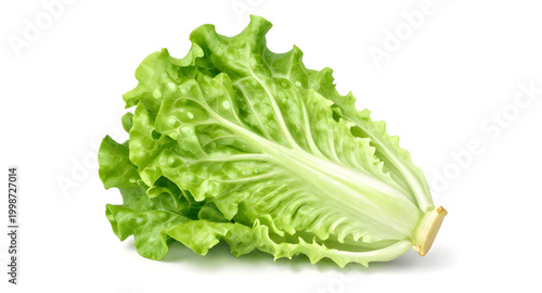 fresh green lettuce, leafy vegetable isolated, salad ingredient, organic lettuce leaf, healthy food concept, crisp green vegetable, vegan fresh produce, farm fresh lettuce, natural salad greens, raw v