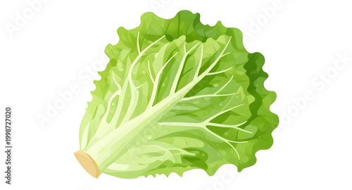 lettuce, green, fresh, vegetable, leaf, salad, healthy, organic, food, natural, isolated, nutrition, vegan, farm, ingredient, white, organic