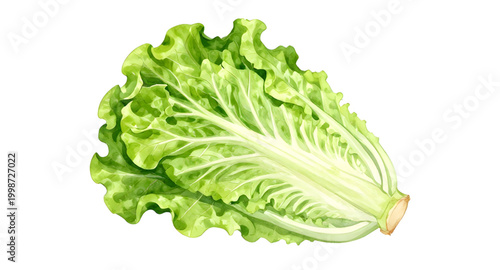 lettuce, green, fresh, vegetable, leaf, salad, healthy, organic, food, natural, isolated, nutrition, vegan, farm, ingredient, white, organic