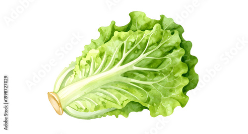 lettuce, green, fresh, vegetable, leaf, salad, healthy, organic, food, natural, isolated, nutrition, vegan, farm, ingredient, white, organic