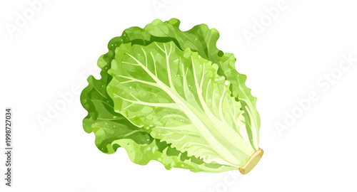fresh green lettuce, leafy vegetable isolated, salad ingredient, organic lettuce leaf, healthy food concept, crisp green vegetable, vegan fresh produce, farm fresh lettuce, natural salad greens, raw v