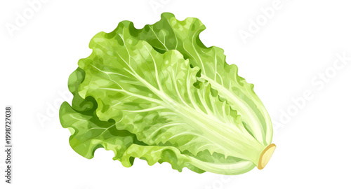 fresh green lettuce, leafy vegetable isolated, salad ingredient, organic lettuce leaf, healthy food concept, crisp green vegetable, vegan fresh produce, farm fresh lettuce, natural salad greens, raw v