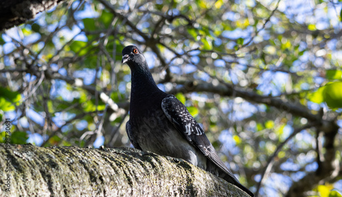 rock pigeon standing on the branch looking downwards 