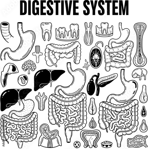 Detailed Black and White Line Art Illustration Set of Human Digestive System Organs and Anatomy