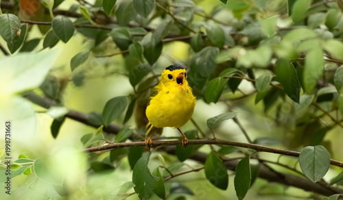 Wilson's warbler singing on a branch 