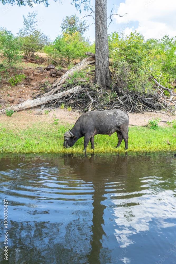 Fototapeta premium African Buffalo Drinking at the Riverbank