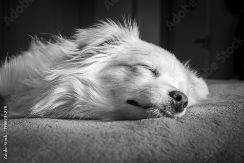 Фотография white dog sleeping
