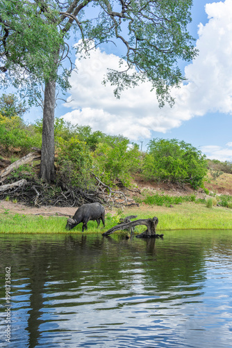 Photography African Buffalo Drinking at the Riverbank
