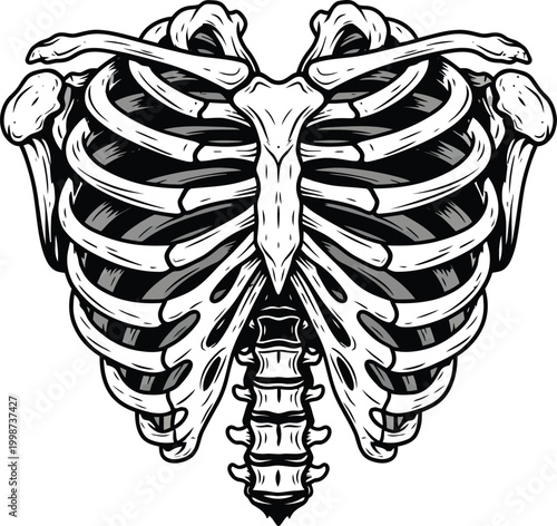 Human Rib Cage and Spine Bone Structure Illustration for Medical Anatomy