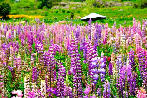 美しいルピナスの花