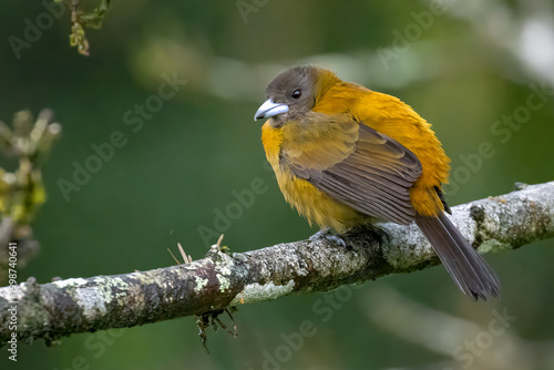 Female Scarlet-rumped Tanager