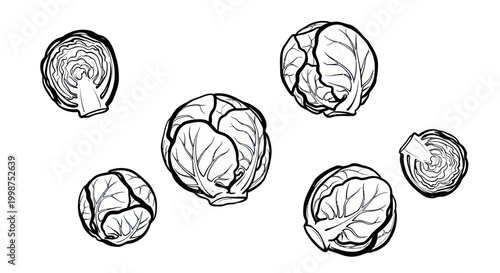 Detailed drawing of cabbage heads.