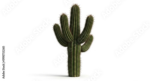 Isolated Green Cactus Plant on White Background with Shadows.