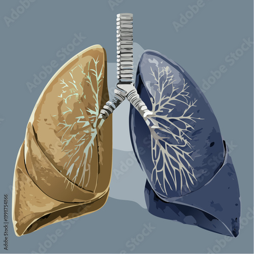 Lung Anatomy: Detailed illustration showcasing healthy lungs beside diseased lungs, highlighting the differences in structure and condition.