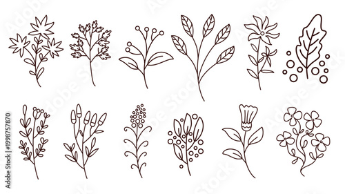 Set of lovely floral illustrations featuring diverse plants and leaves
