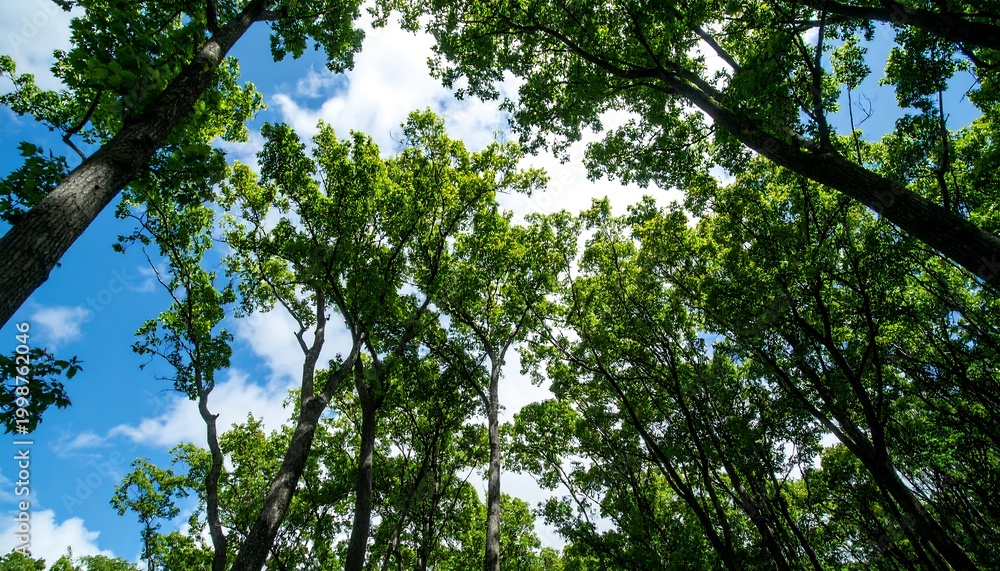 Fototapeta premium Perspective shot looking up through towering trees. Bright green leaves contrast with the azure sky, sunlight filtering through the canopy