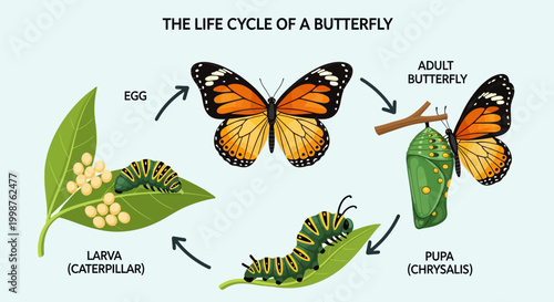 The life cycle of a butterfly stages.