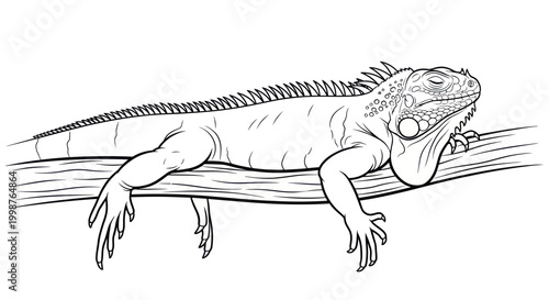 Iguana on Branch - Line Art Illustration
