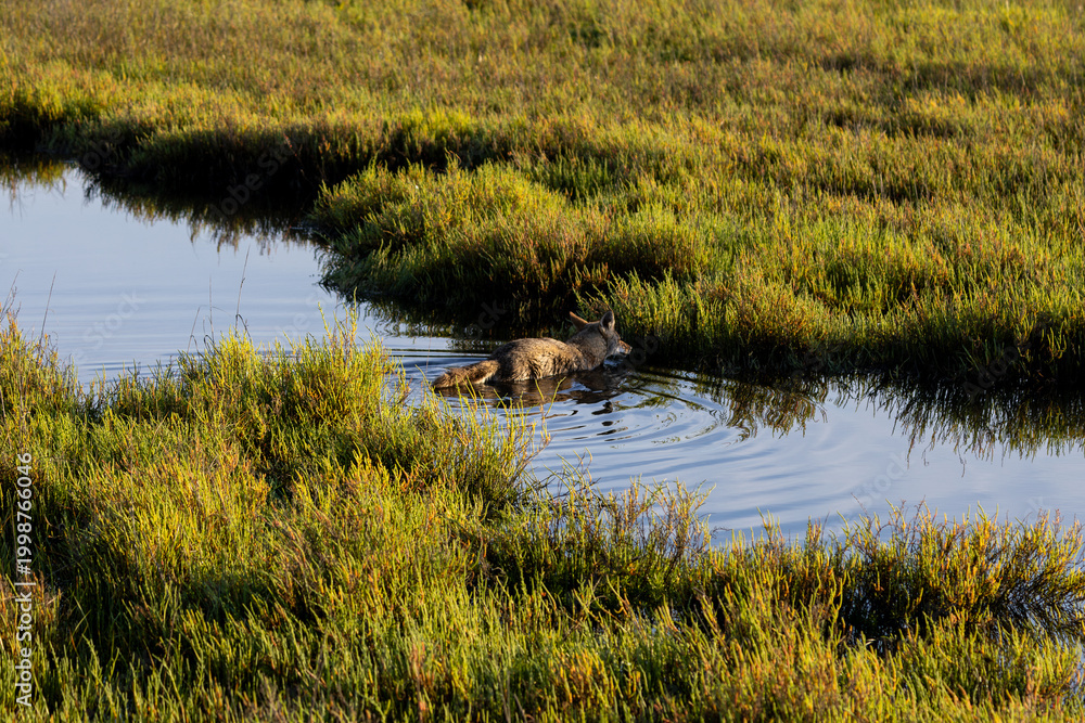 Obraz premium Wild coyote prowling through native coastal sage scrub in a Southern California nature reserve.