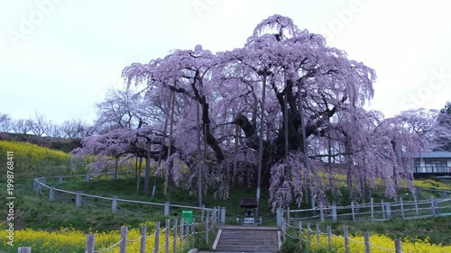 夜明けの滝桜