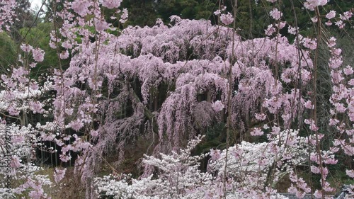 福聚寺桜と花びら