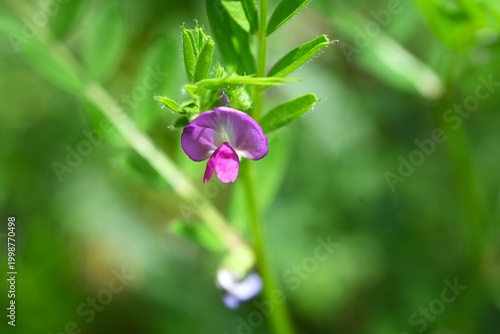 Canvas Print Vicia sativa (Narrow-leaved vetch)
