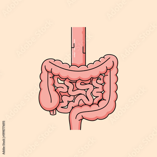 Illustration of the human digestive system, showing the intestines and organs.