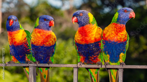 Foto Australian Rainbow Lorikeet's perched on railing