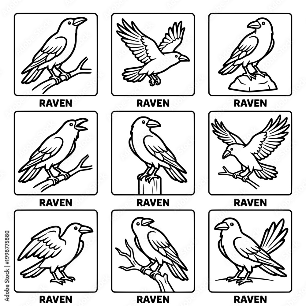 Fototapeta premium Collection of Raven Illustrations in Different Poses and Settings.