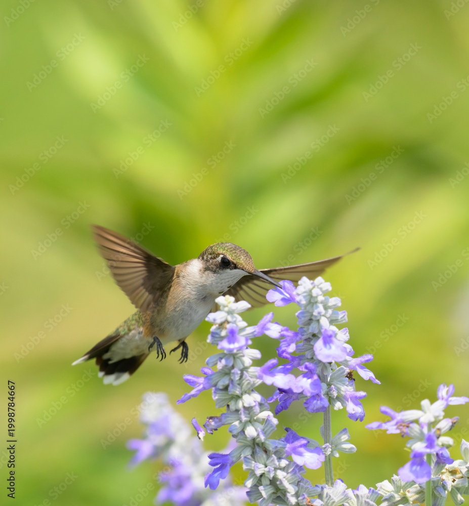 Fototapeta premium Ruby-throated Hummingbird in flight; with wings spread out; feeding on a sage flower; with copy space on top