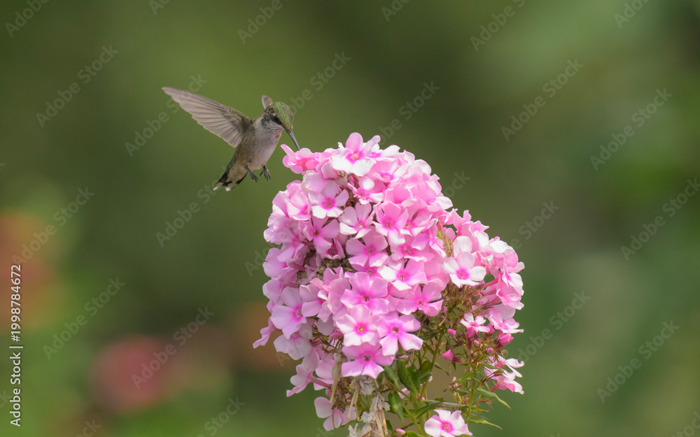Fototapeta premium Hummingbird getting nectar from a large cluster of pink tall Phlox flowers