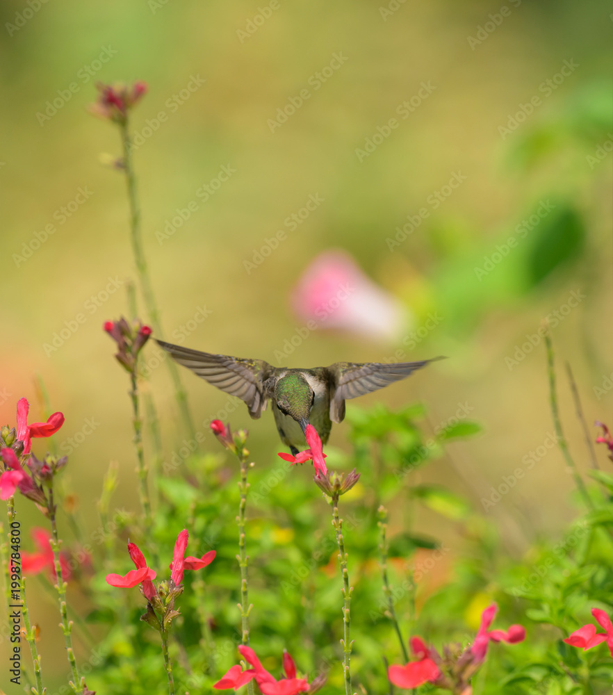 Fototapeta premium Front view of a Ruby-throated Hummingbird getting nectar from a bright red sage flower, with copy space