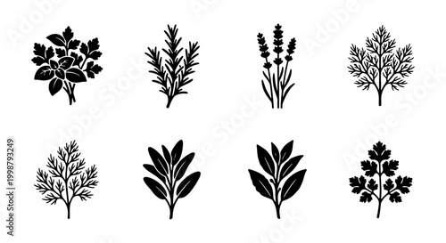 Herbal Botanical Illustrations, Culinary Herb Sprigs, Aromatic Plant Silhouettes, Vector Graphics for Cooking and Wellness