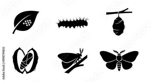 Photos Silkworm Life Cycle Icons, Butterfly Metamorphosis Vector Set, Insect Growth Sta