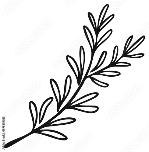Botanical line drawing of a rosemary sprig with delicate leaves