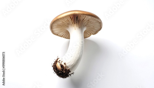 Realistic King Oyster Mushroom on White Background with Natural Studio Lighting and Shadow