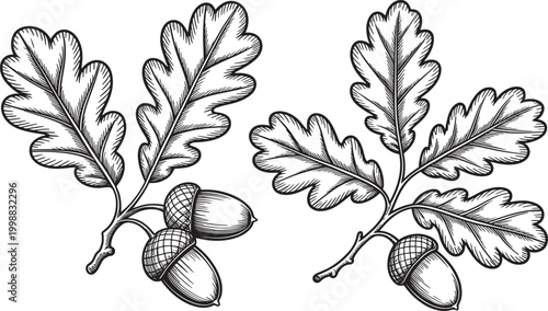 oak leaves and acorns illustration
